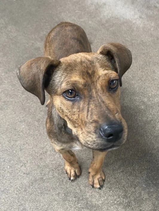 Mikey - Mixed Breed available for adoption at SPCA New Zealand in Gisborne