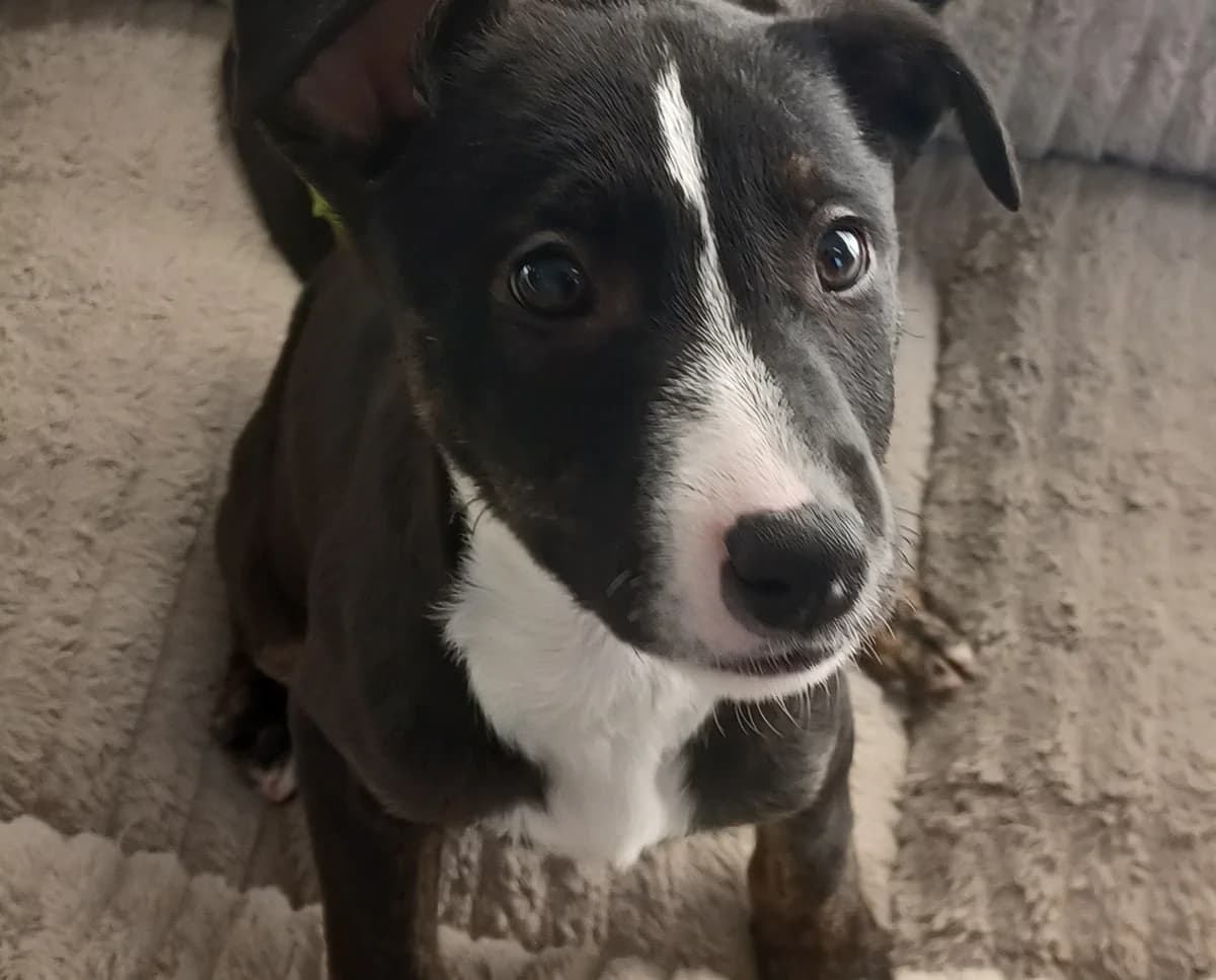 Nazario - Mixed Breed available for adoption at SPCA New Zealand in Tauranga