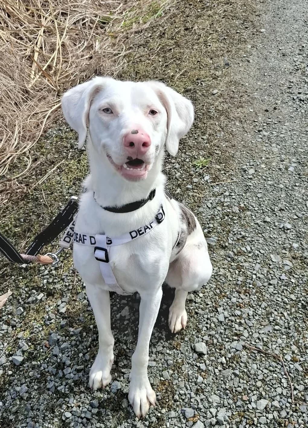 Shadow - Mixed Breed available for adoption at SPCA New Zealand in Whangarei