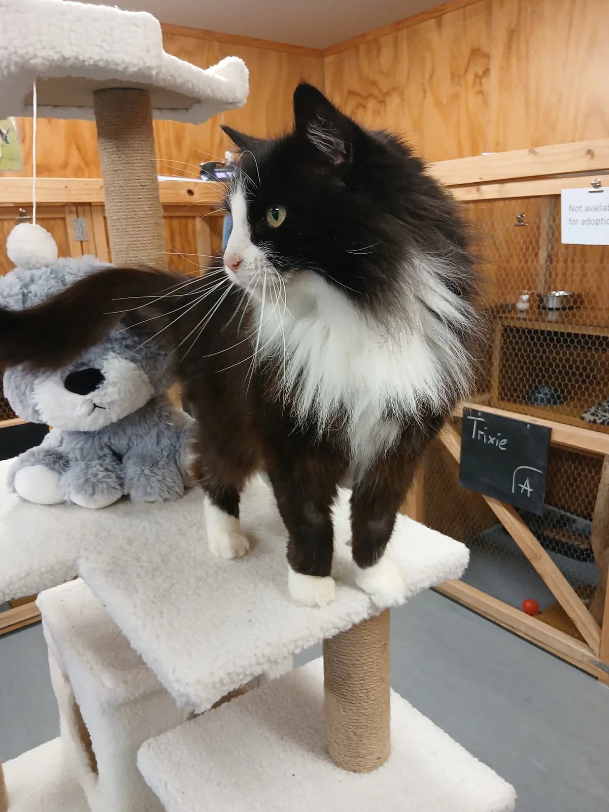 Trixie - Domestic Medium Hair cat available for adoption in Greymouth