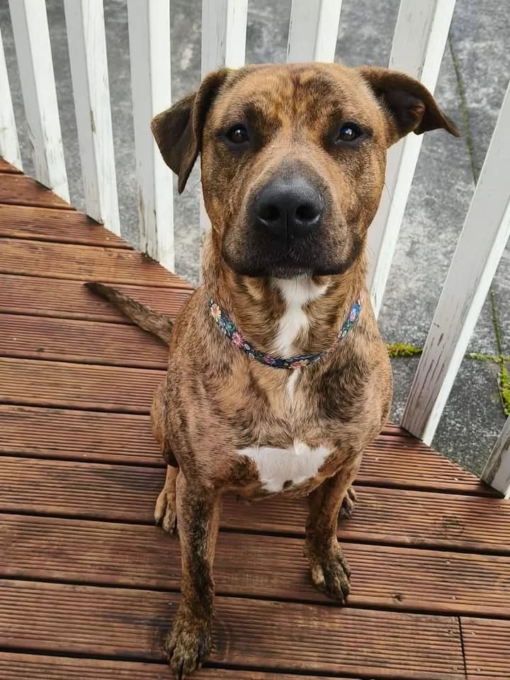 Nina - Mixed Breed available for adoption at SPCA New Zealand in New Plymouth
