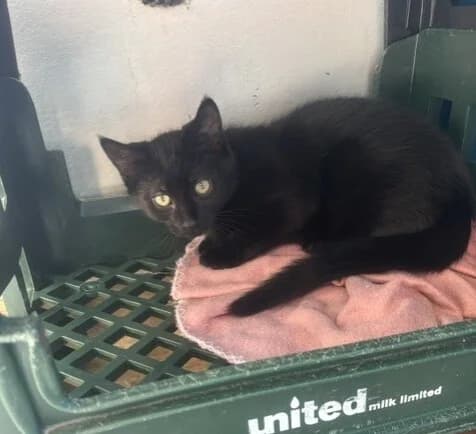 Percy - Domestic Medium Hair cat available for adoption in Taupo