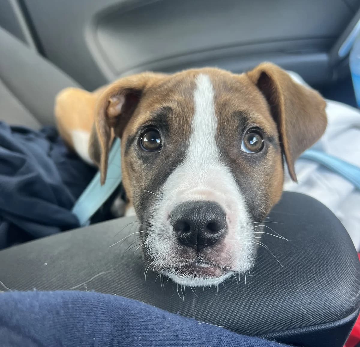 Shanti - Mixed Breed available for adoption at SPCA New Zealand in Auckland