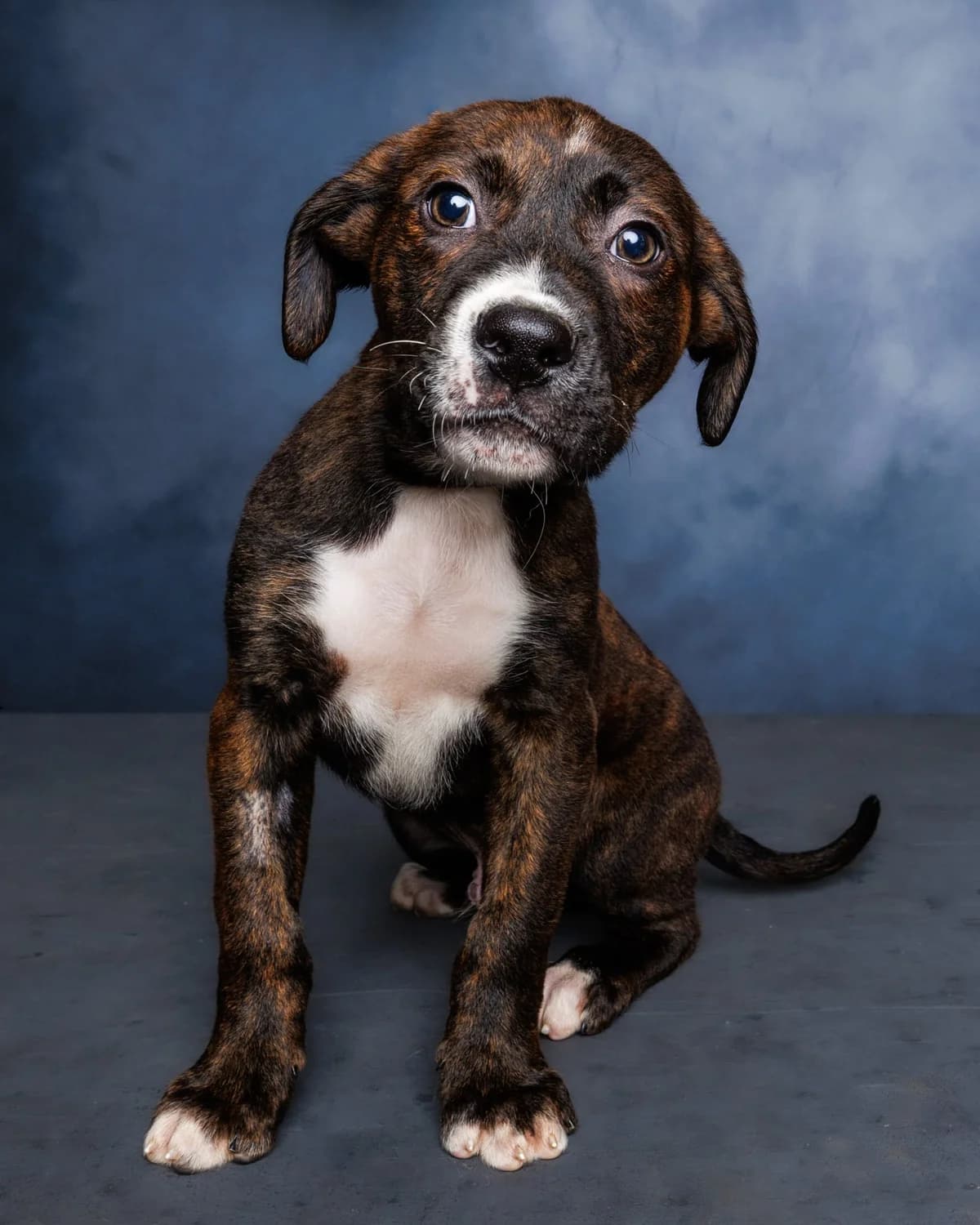 Meatloaf - Mixed Breed available for adoption at SPCA New Zealand in Kerikeri