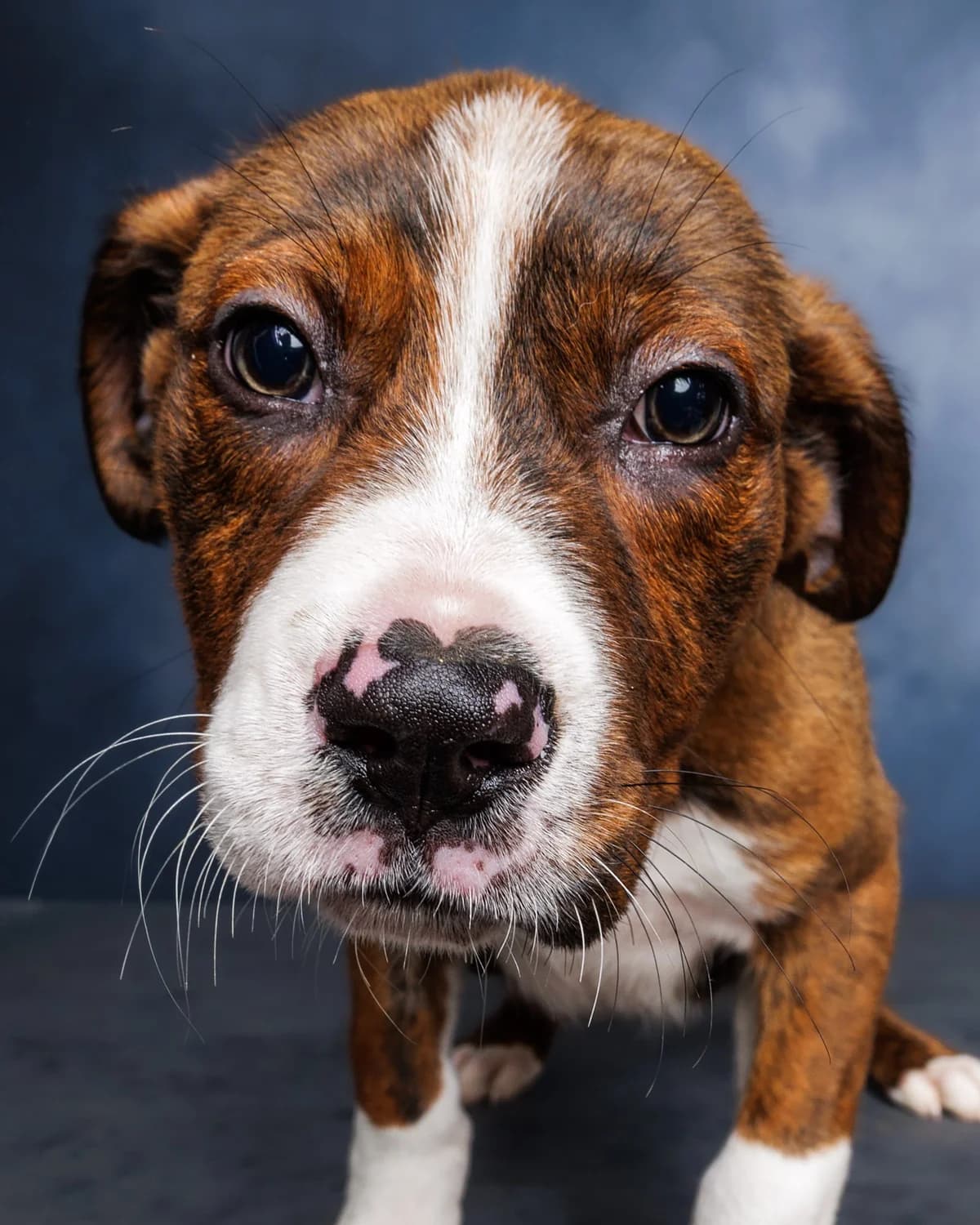 Mousse - Mixed Breed available for adoption at SPCA New Zealand in Kerikeri