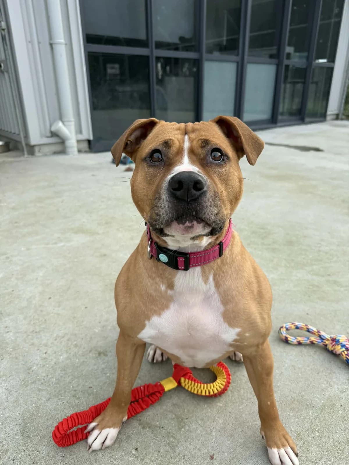 Equinox - Mixed Breed available for adoption at SPCA New Zealand in Invercargill