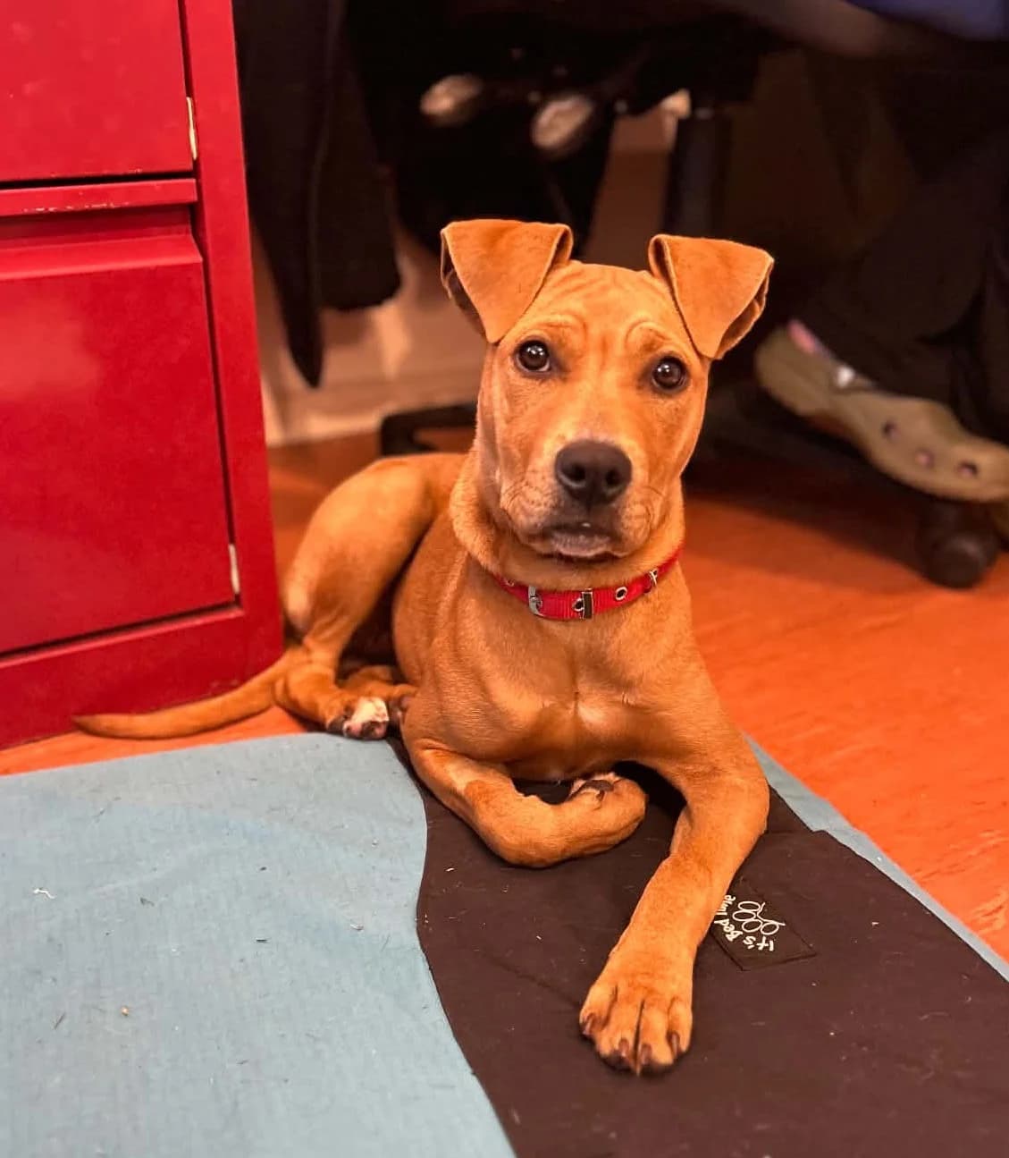 Peanut - Mixed Breed available for adoption at SPCA New Zealand in Whangarei