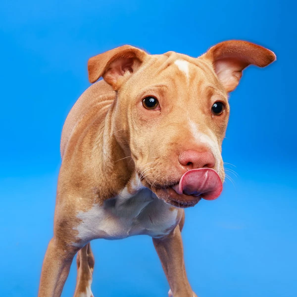 Esme - Mixed Breed available for adoption at SPCA New Zealand in Kerikeri