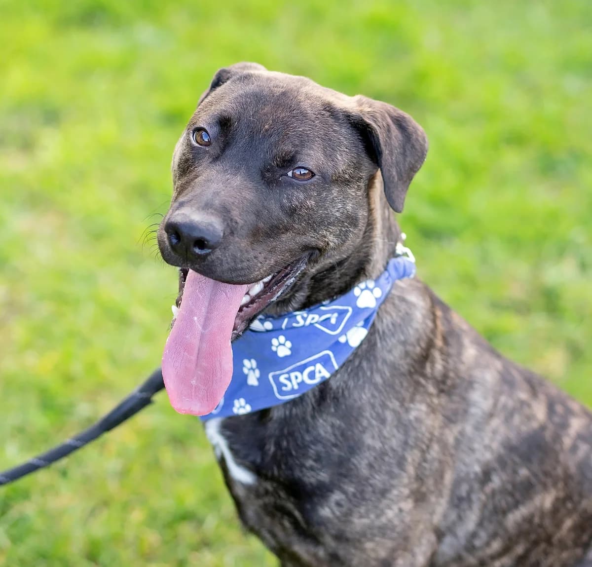 Harry - Mixed Breed available for adoption at SPCA New Zealand in Whanganui
