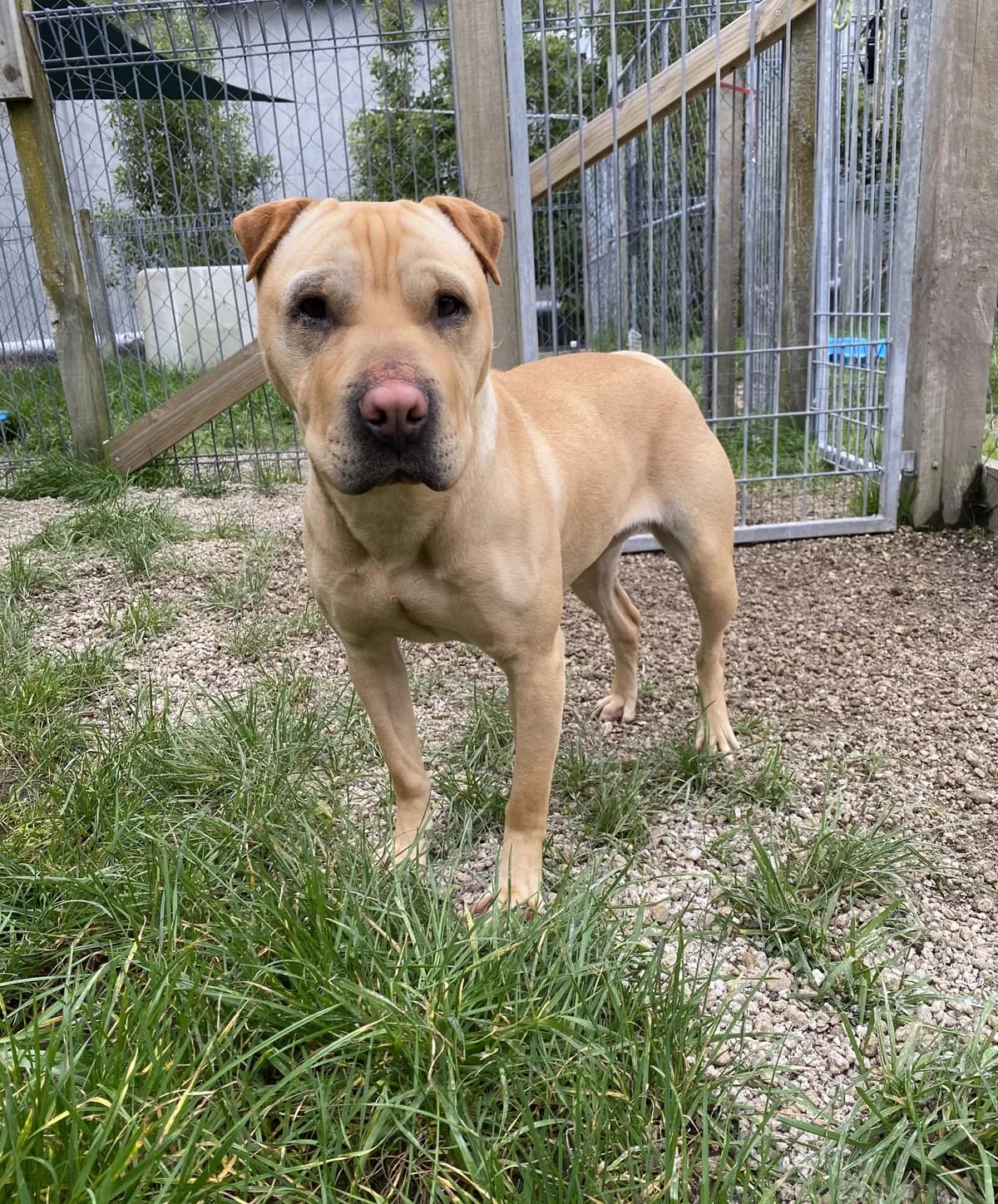 Mrs Ripley - Mixed Breed available for adoption at SPCA New Zealand in Rotorua