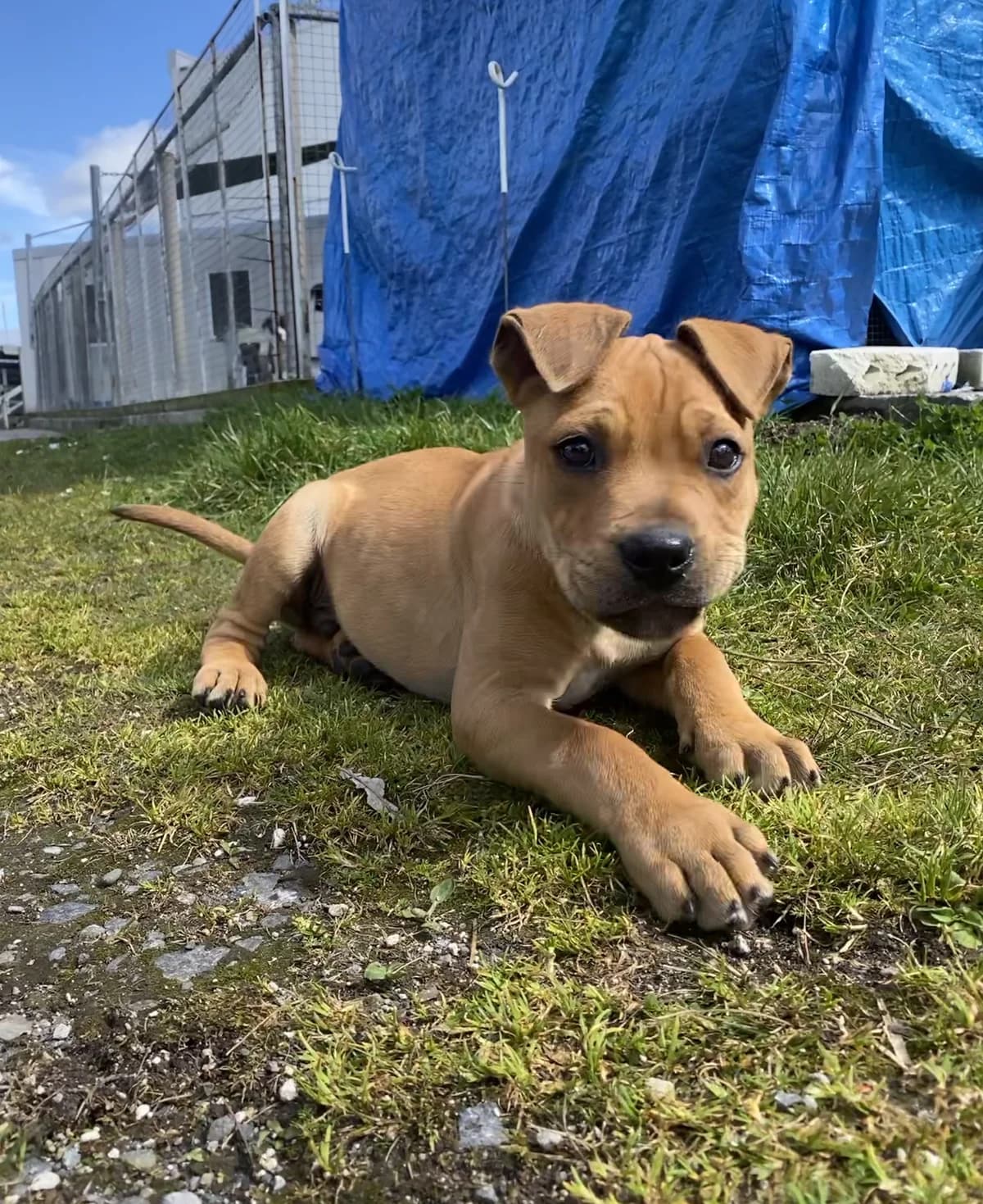 Colin From Accounts - Mixed Breed available for adoption at SPCA New Zealand in Rotorua