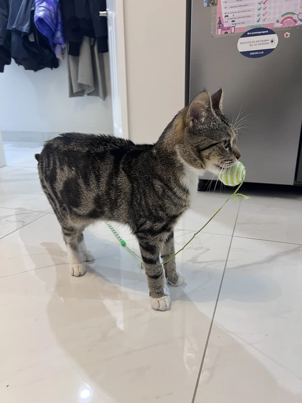 Buddy - Domestic Short Hair cat available for adoption at SPCA New Zealand in Christchurch