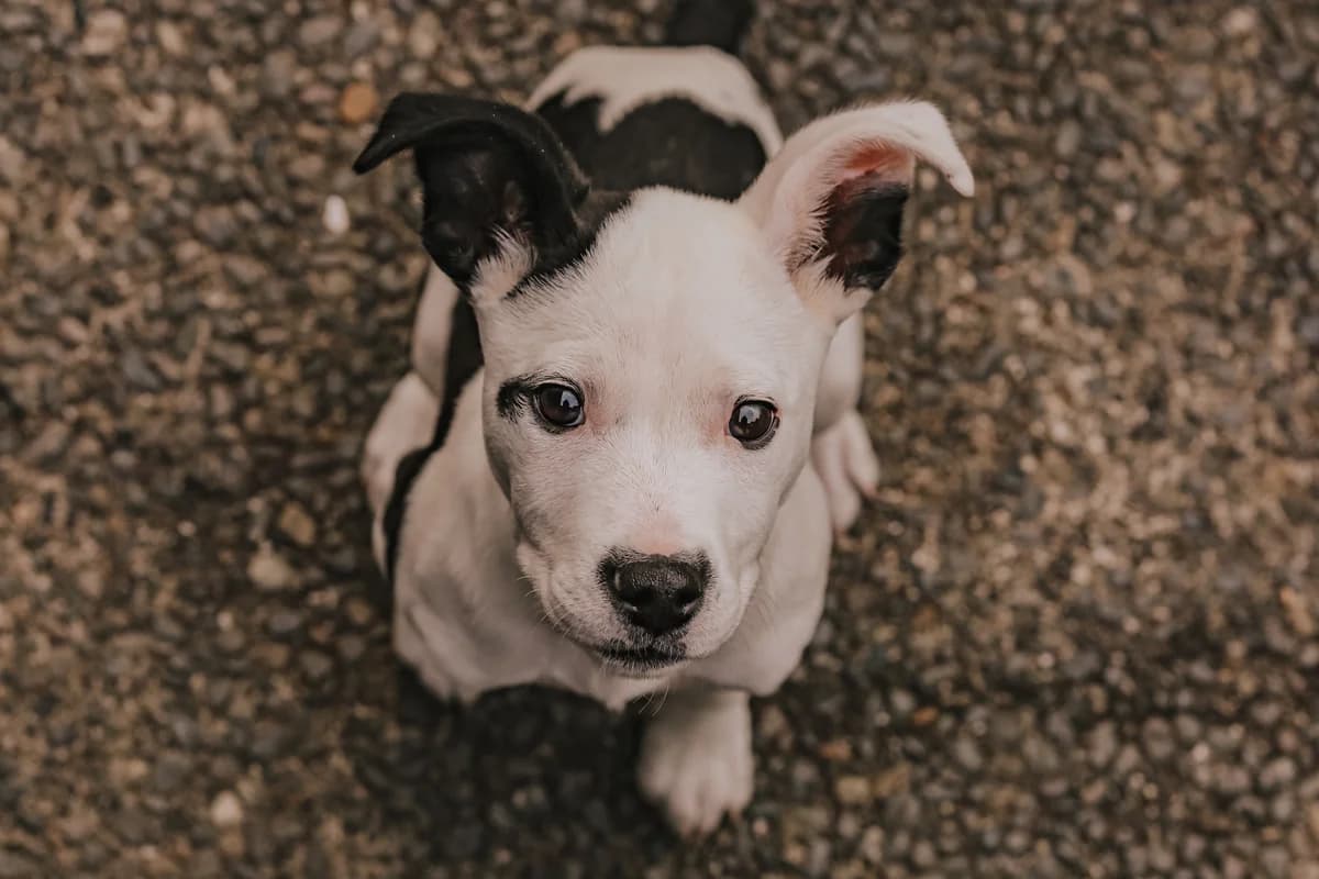 Miss Maggie Macey - Mixed Breed available for adoption at SPCA New Zealand in Napier