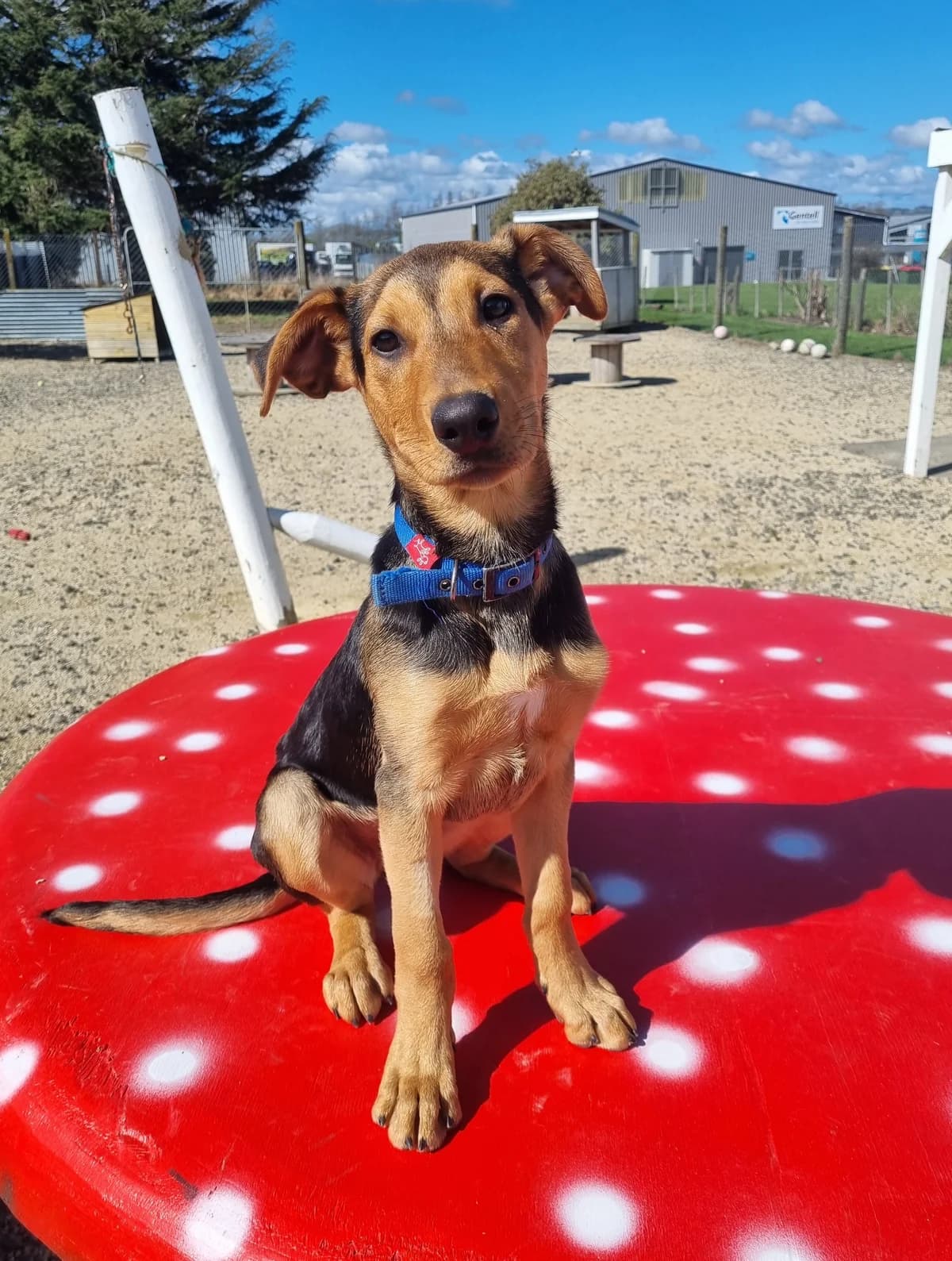 Deano - Mixed Breed available for adoption at SPCA New Zealand in Masterton