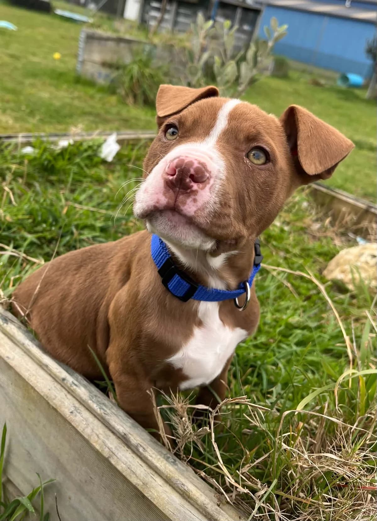 Tony - Mixed Breed available for adoption at SPCA New Zealand in Hamilton