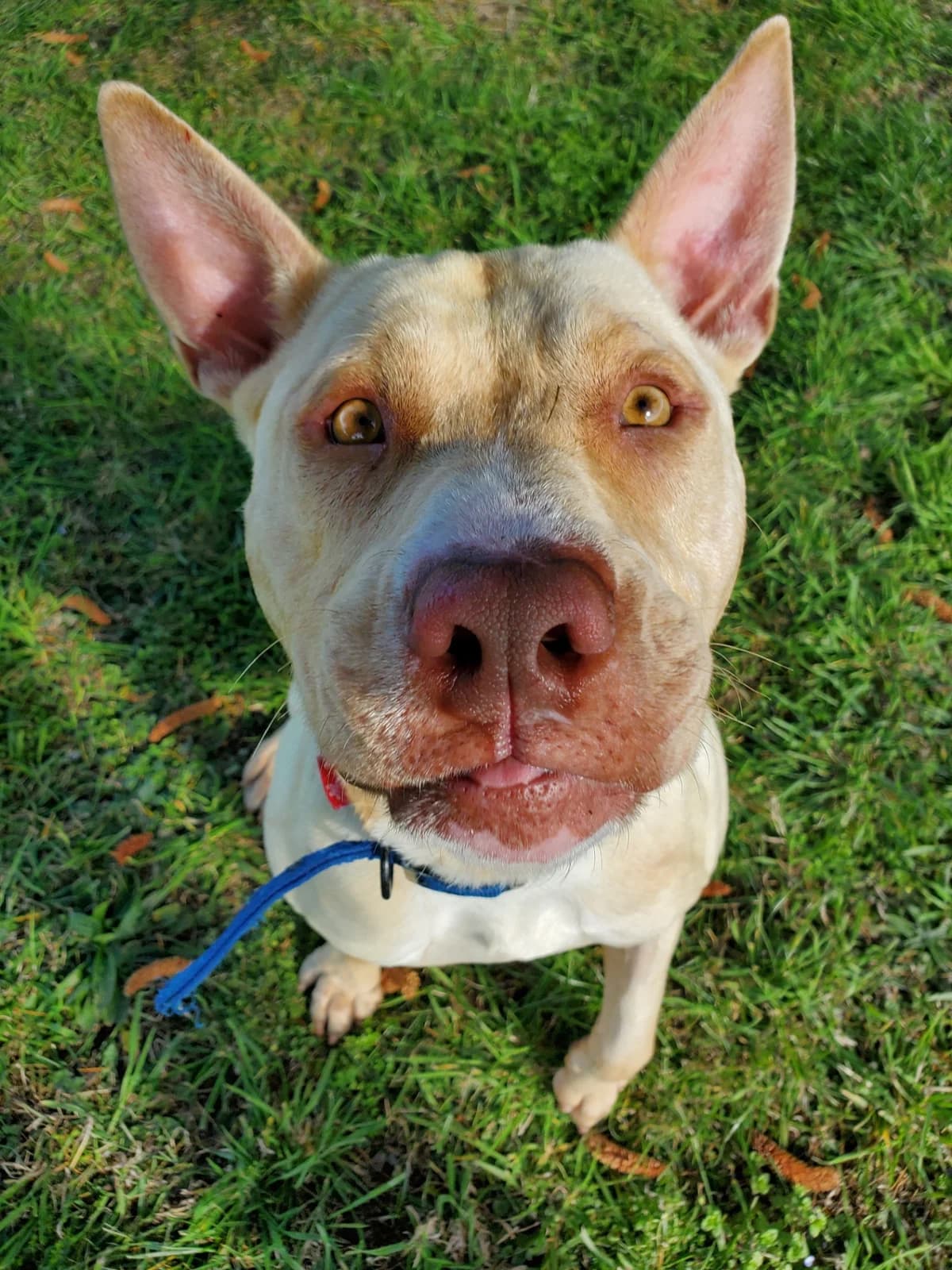 Sam - Mixed Breed available for adoption at SPCA New Zealand in Timaru