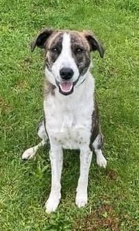 Shy - Mixed Breed available for adoption at SPCA New Zealand in Levin