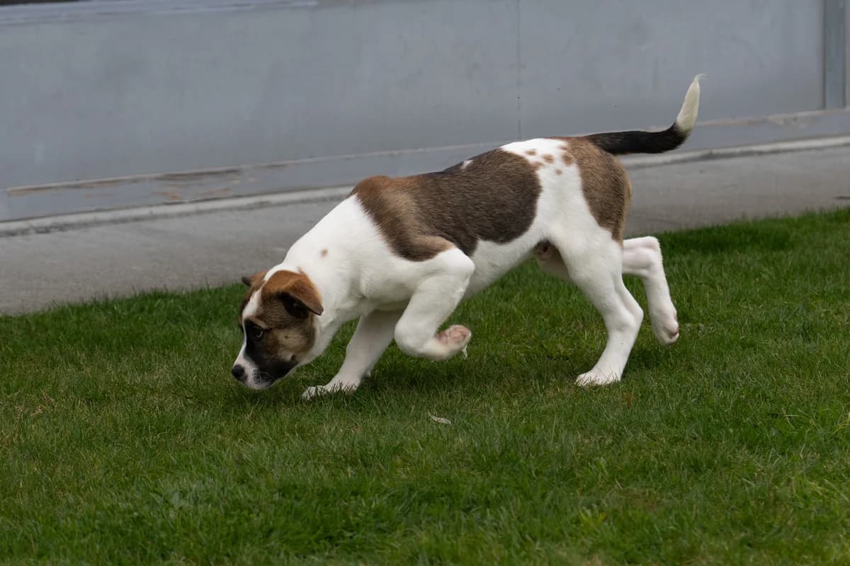 Max - Mixed Breed available for adoption at SPCA New Zealand in Taupo