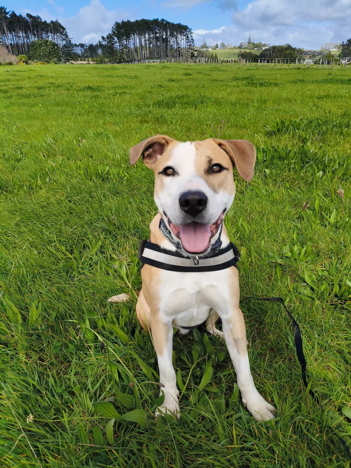 Charlie - Mixed Breed available for adoption at SPCA New Zealand in New Plymouth