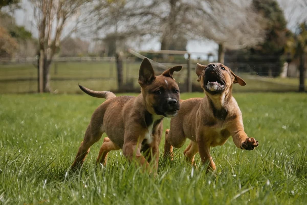Cherry - Mixed Breed available for adoption at SPCA New Zealand in Kerikeri