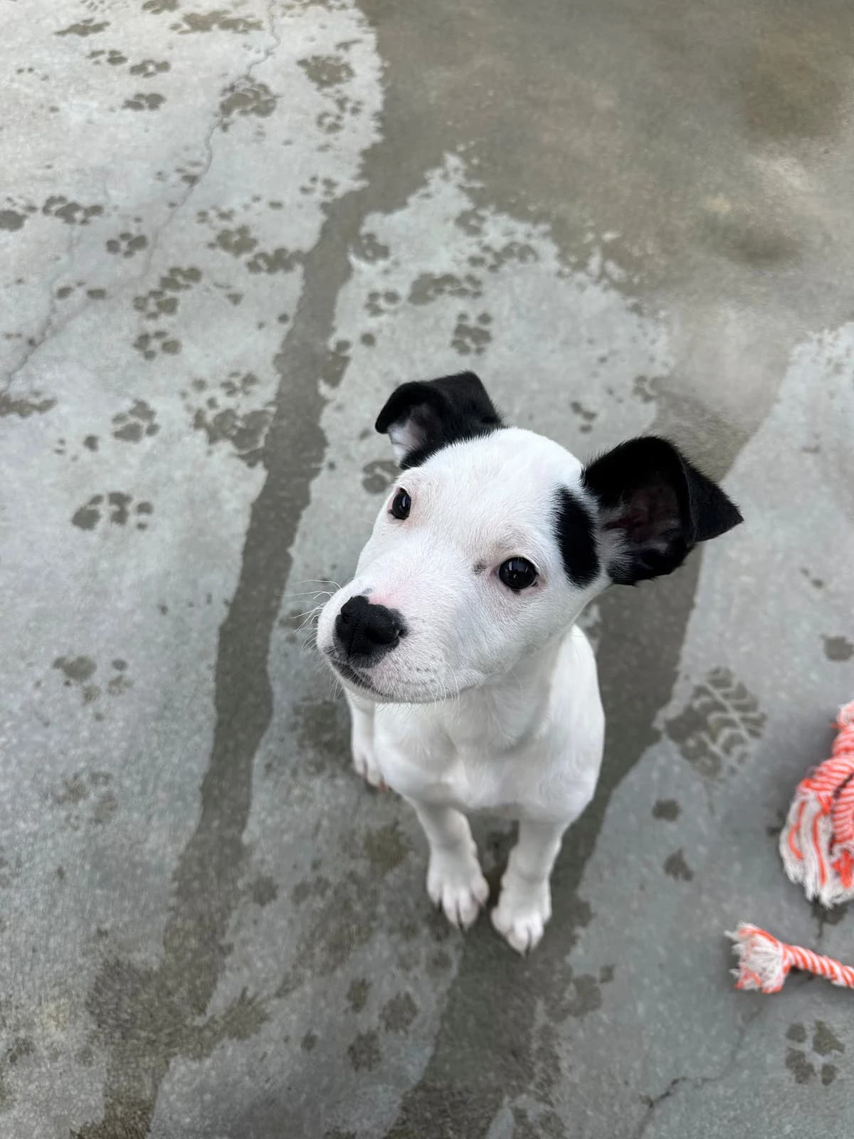 Zella - Mixed Breed available for adoption at SPCA New Zealand in Napier