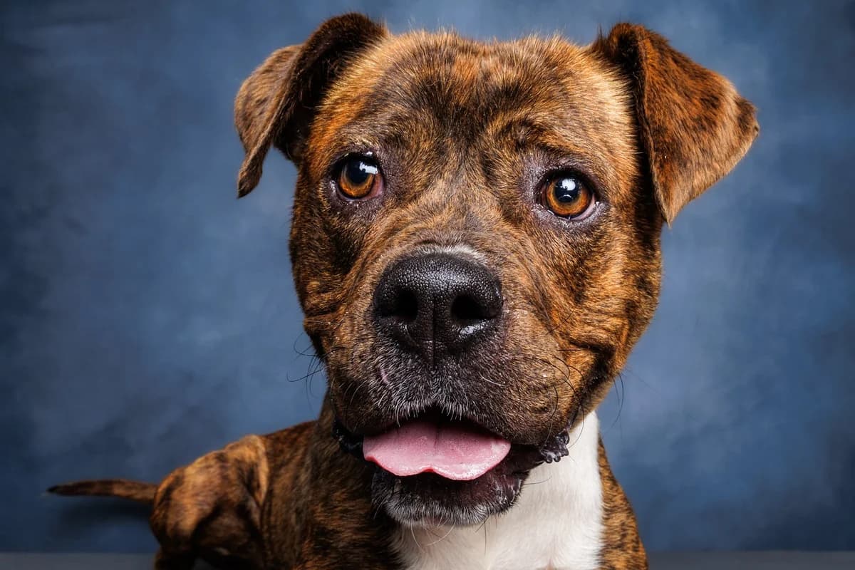 Minnie - Mixed Breed available for adoption at SPCA New Zealand in Kerikeri