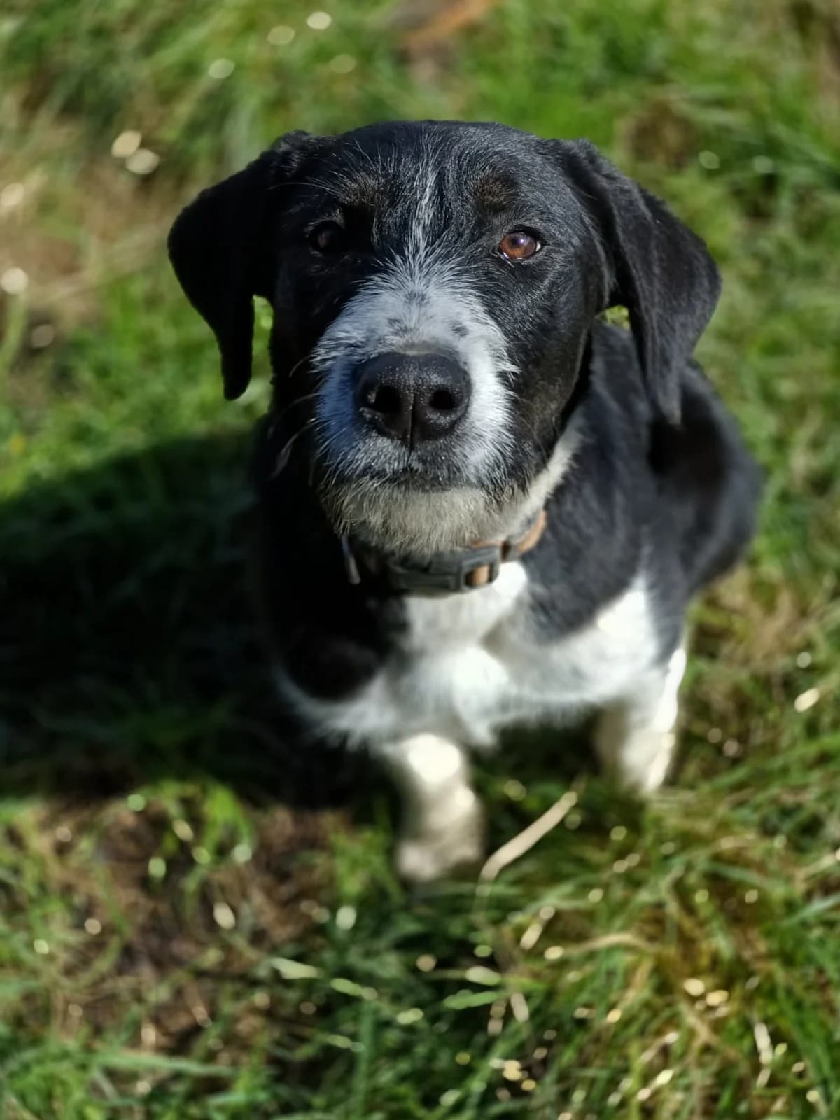 Patsy - Mixed Breed available for adoption at SPCA New Zealand in Timaru