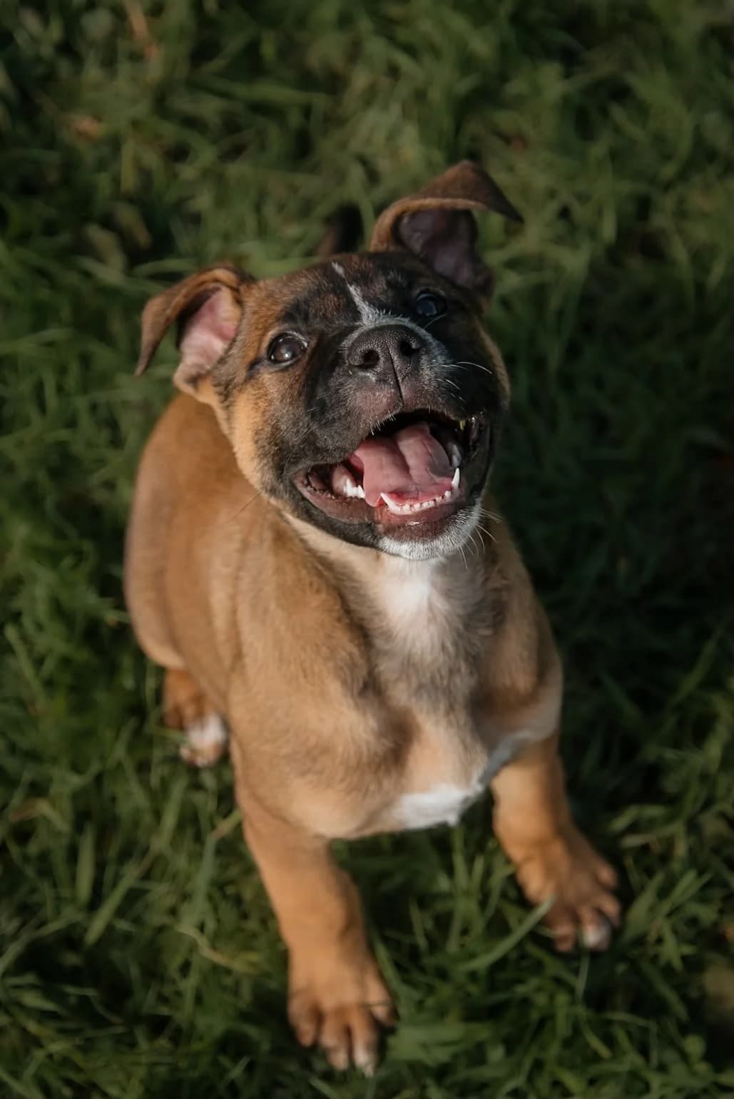 Chai - Mixed Breed available for adoption at SPCA New Zealand in Kerikeri