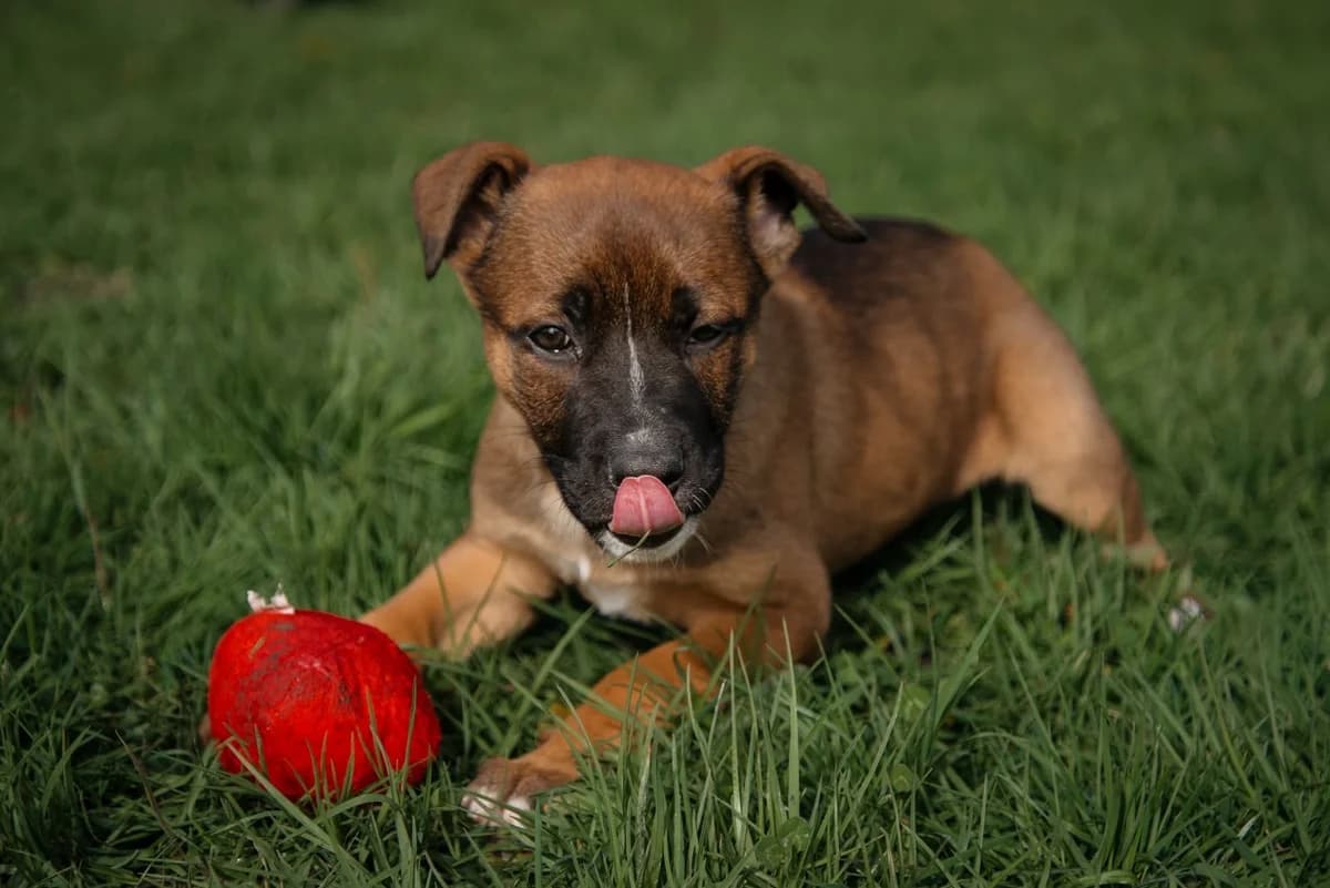 Clove - Mixed Breed available for adoption at SPCA New Zealand in Kerikeri