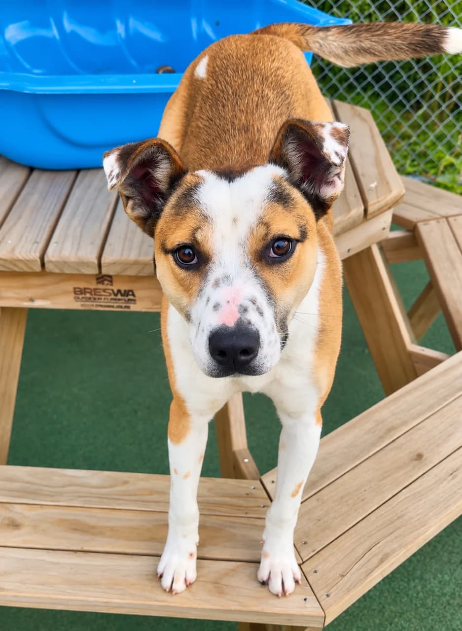 Ghost - Mixed Breed available for adoption at SPCA New Zealand in Taupo