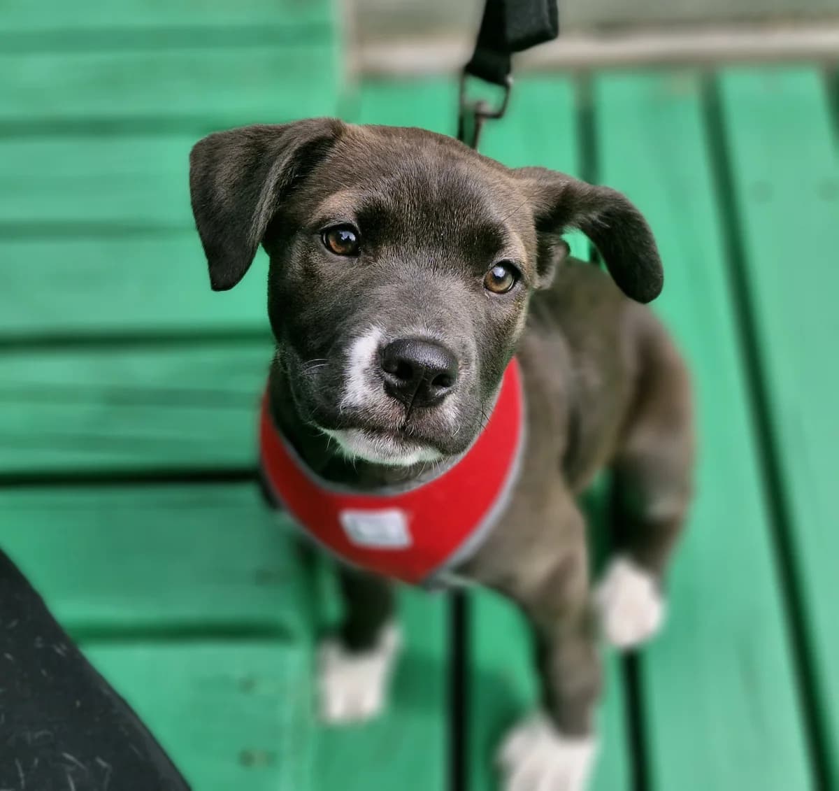 Ruby - Mixed Breed available for adoption at SPCA New Zealand in Wellington