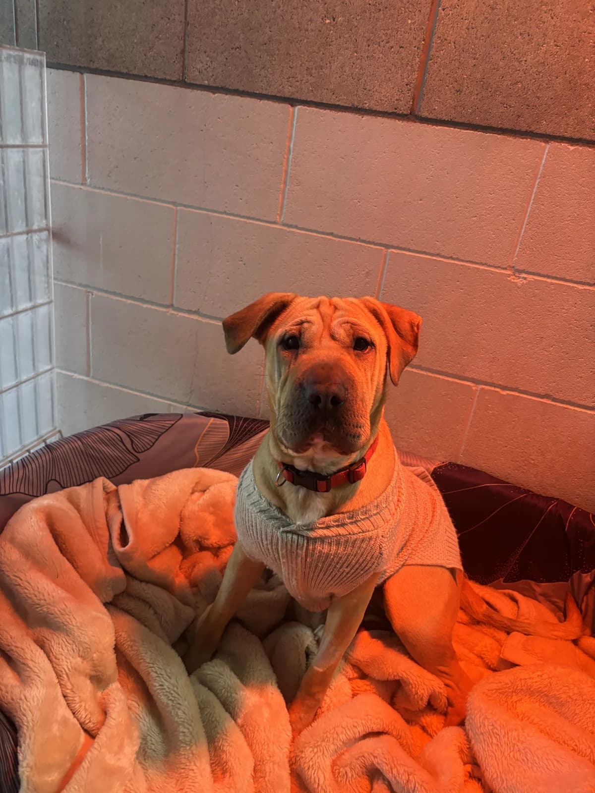 Fleur - Mixed Breed available for adoption at SPCA New Zealand in Auckland