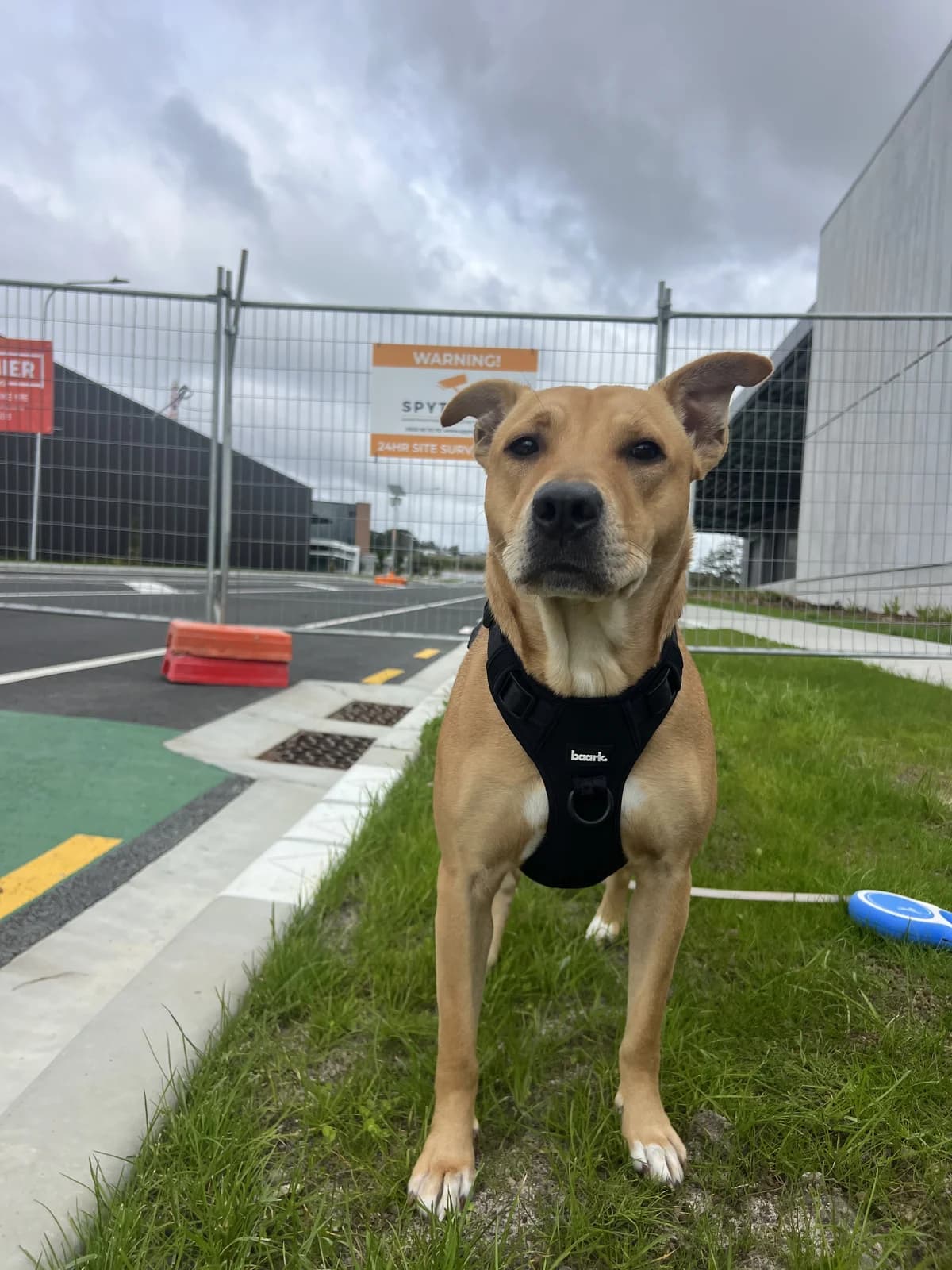 Marmalade - Mixed Breed available for adoption at SPCA New Zealand in Auckland