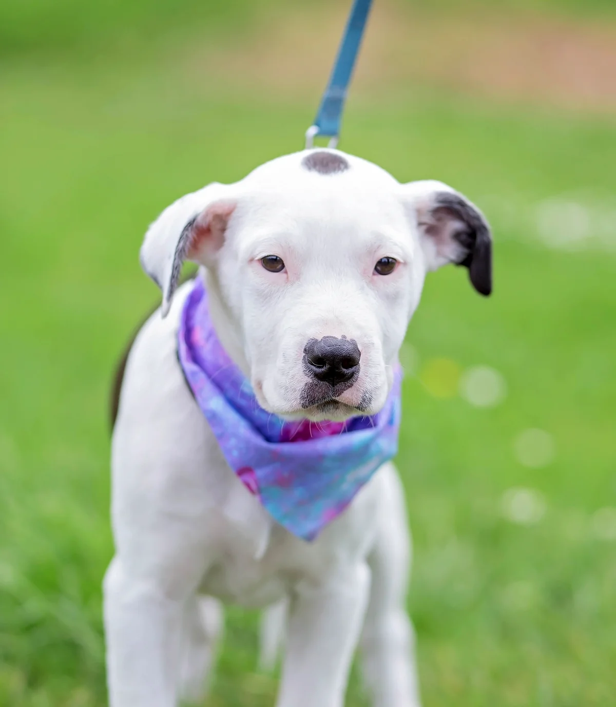 Lottie - Mixed Breed available for adoption at SPCA New Zealand in Whanganui