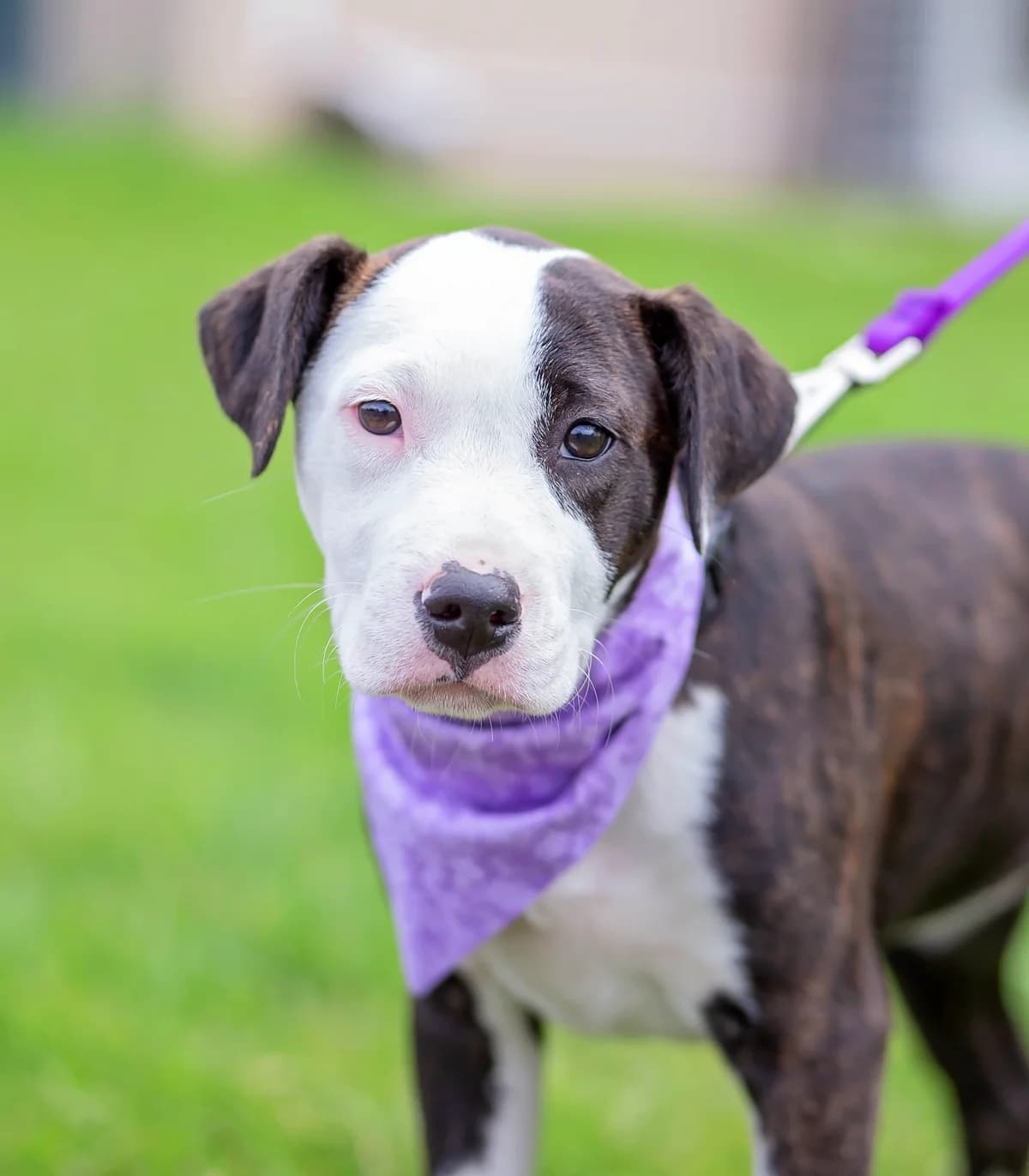 Lacey - Mixed Breed available for adoption at SPCA New Zealand in Whanganui