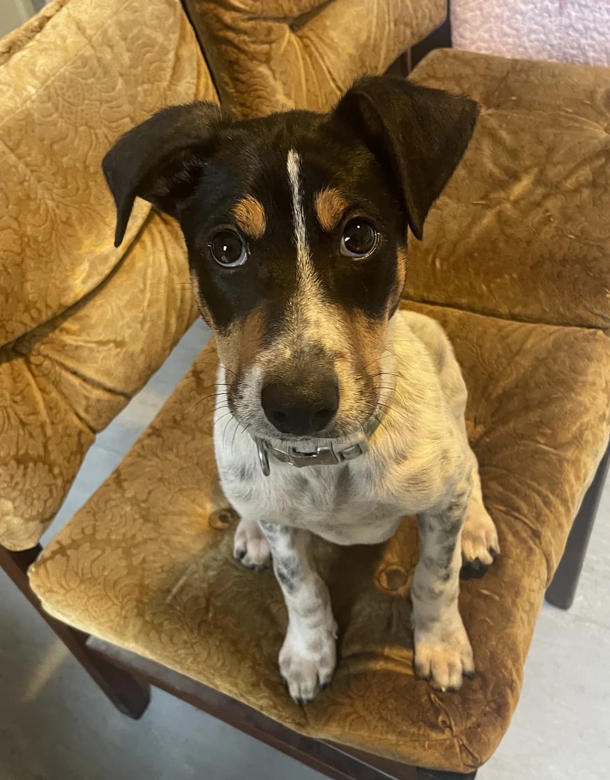 Toby - Mixed Breed available for adoption at SPCA New Zealand in Thames