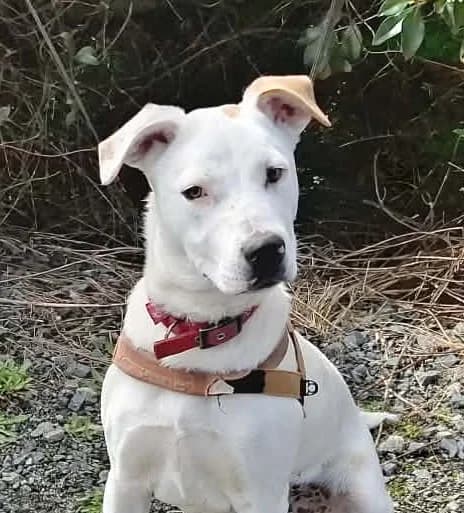 Missy Elliot - Mixed Breed available for adoption at SPCA New Zealand in Whangarei