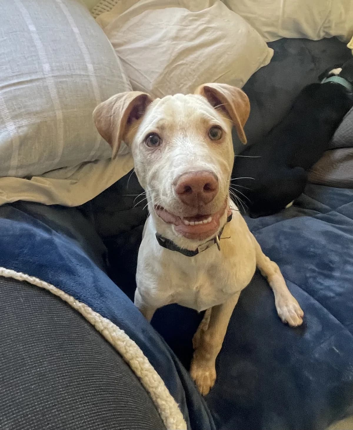 Zeva - Mixed Breed available for adoption at SPCA New Zealand in Thames