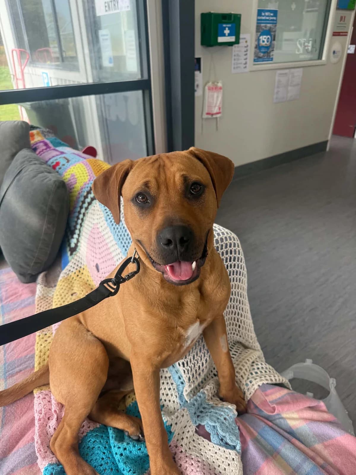 Phineas - Mixed Breed available for adoption at SPCA New Zealand in Invercargill