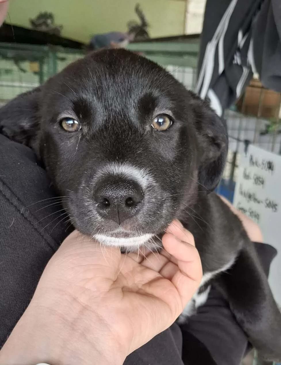 Mystique - Mixed Breed available for adoption at SPCA New Zealand in Whangarei