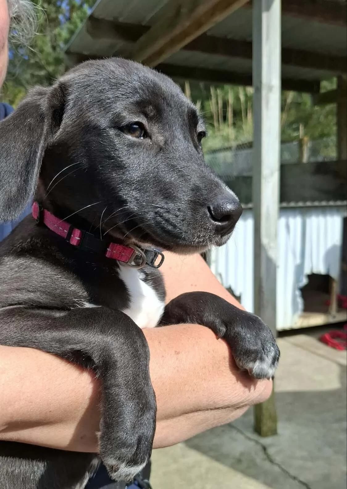 Scarlet - Mixed Breed available for adoption at SPCA New Zealand in Whangarei