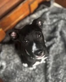 Yoda - Mixed Breed available for adoption at SPCA New Zealand in Napier