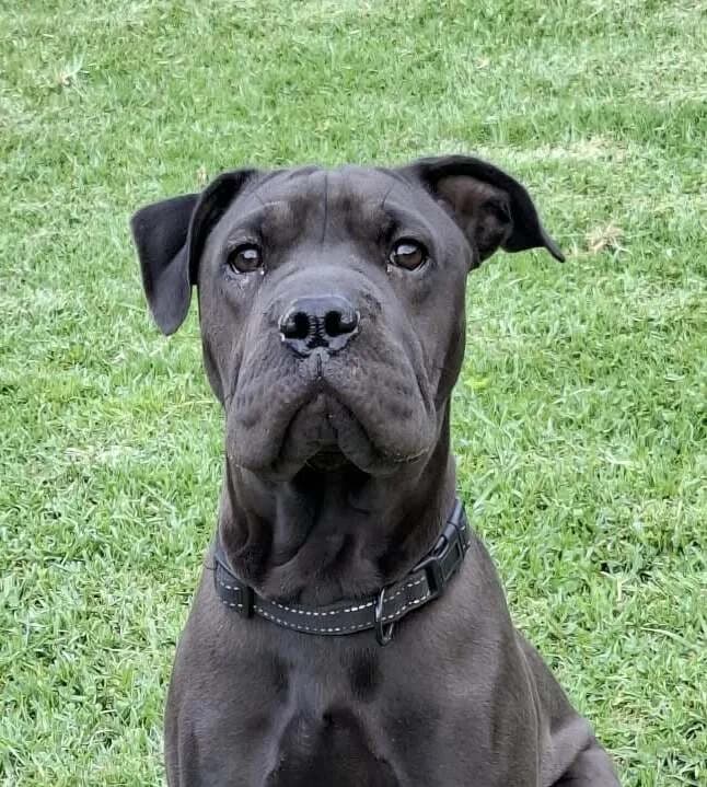 Ivy - Mixed Breed available for adoption at SPCA New Zealand in Whangarei