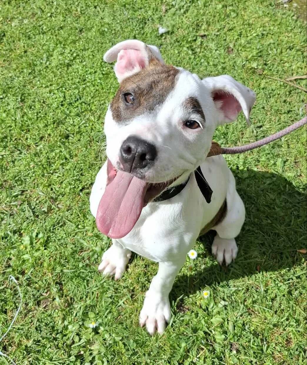 Lois - Mixed Breed available for adoption at SPCA New Zealand in Whangarei