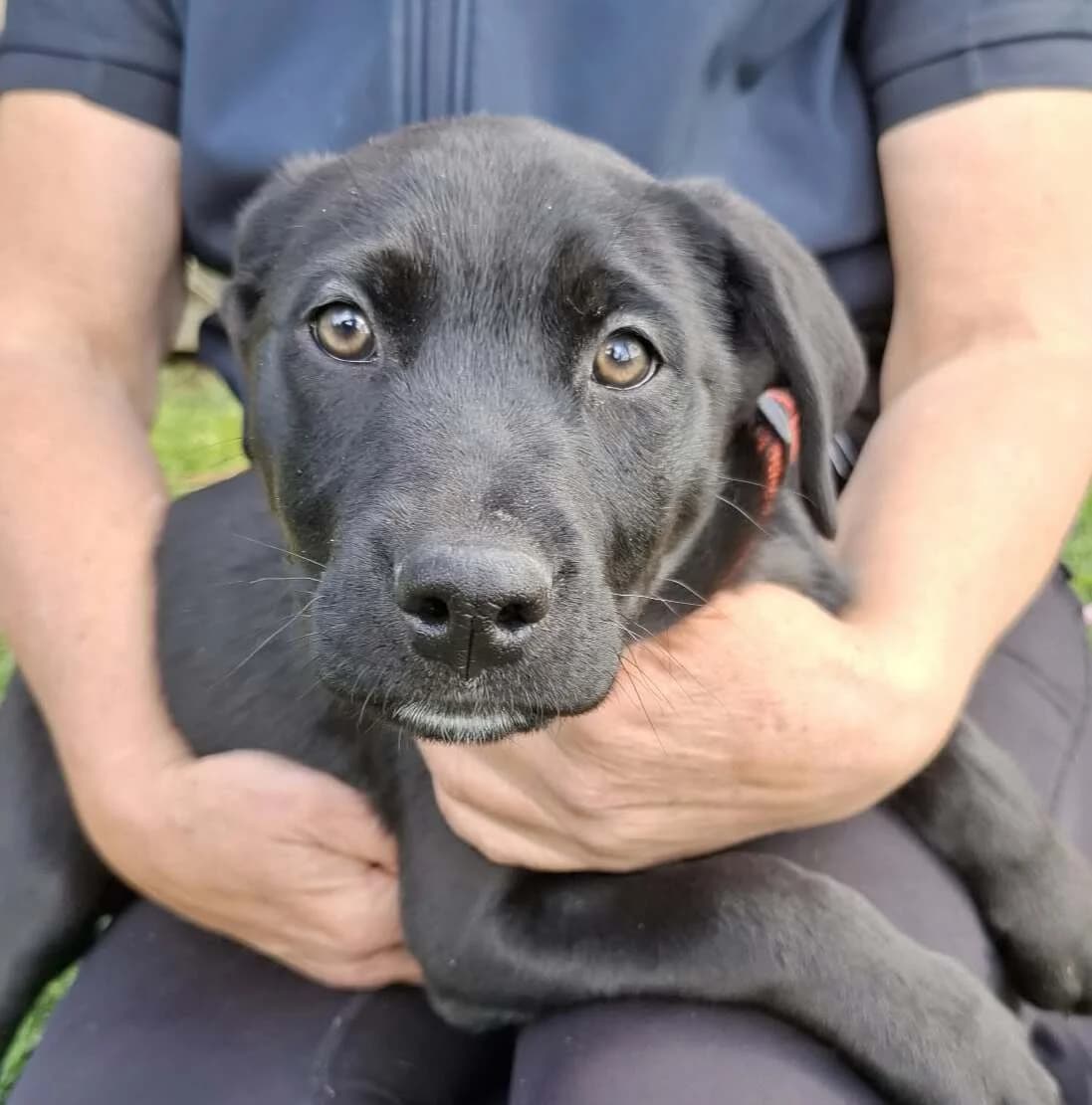 M J - Mixed Breed available for adoption at SPCA New Zealand in Whangarei