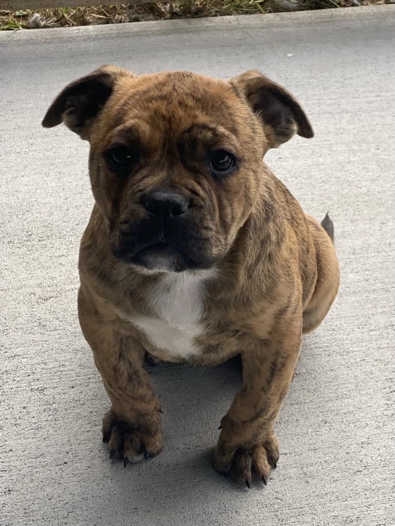 Leonardo - Mixed Breed available for adoption at SPCA New Zealand in Gisborne