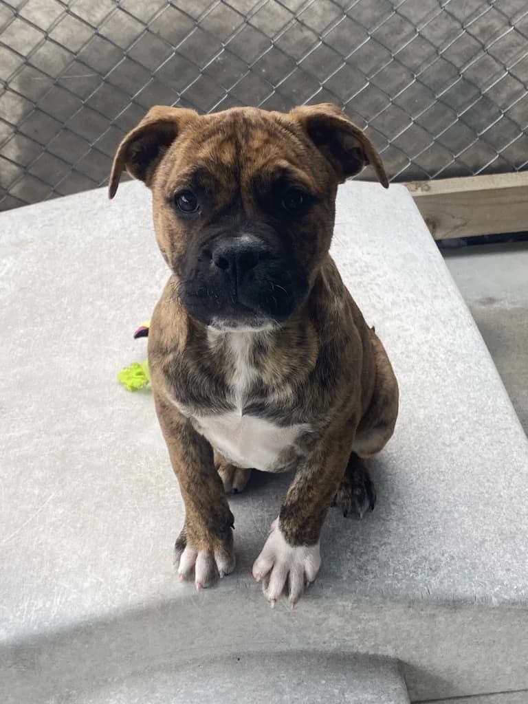 Lola - Mixed Breed available for adoption at SPCA New Zealand in Gisborne