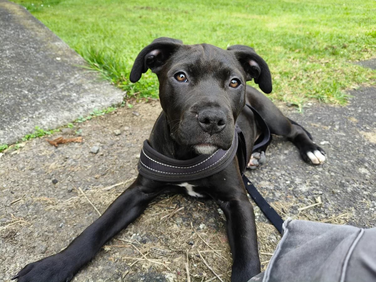 Daisy - Mixed Breed available for adoption at SPCA New Zealand in Whanganui