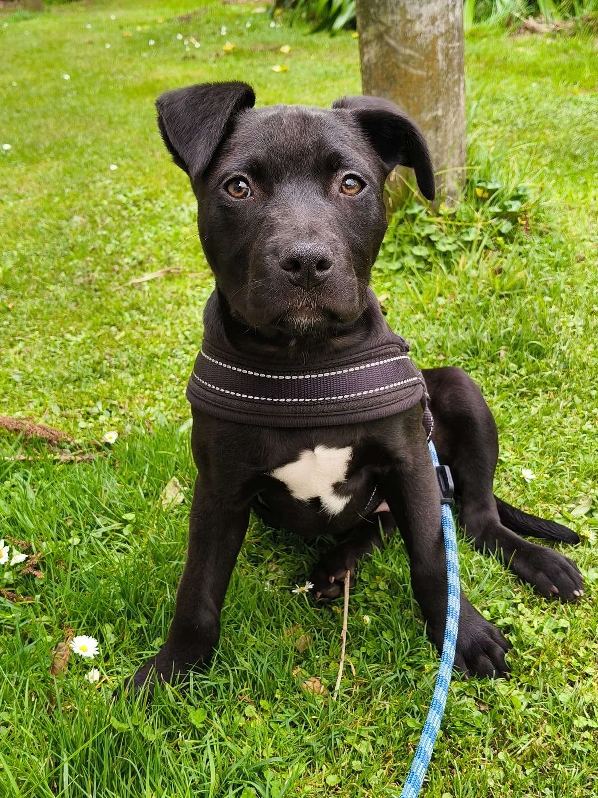 Dahlia - Mixed Breed available for adoption at SPCA New Zealand in Whanganui