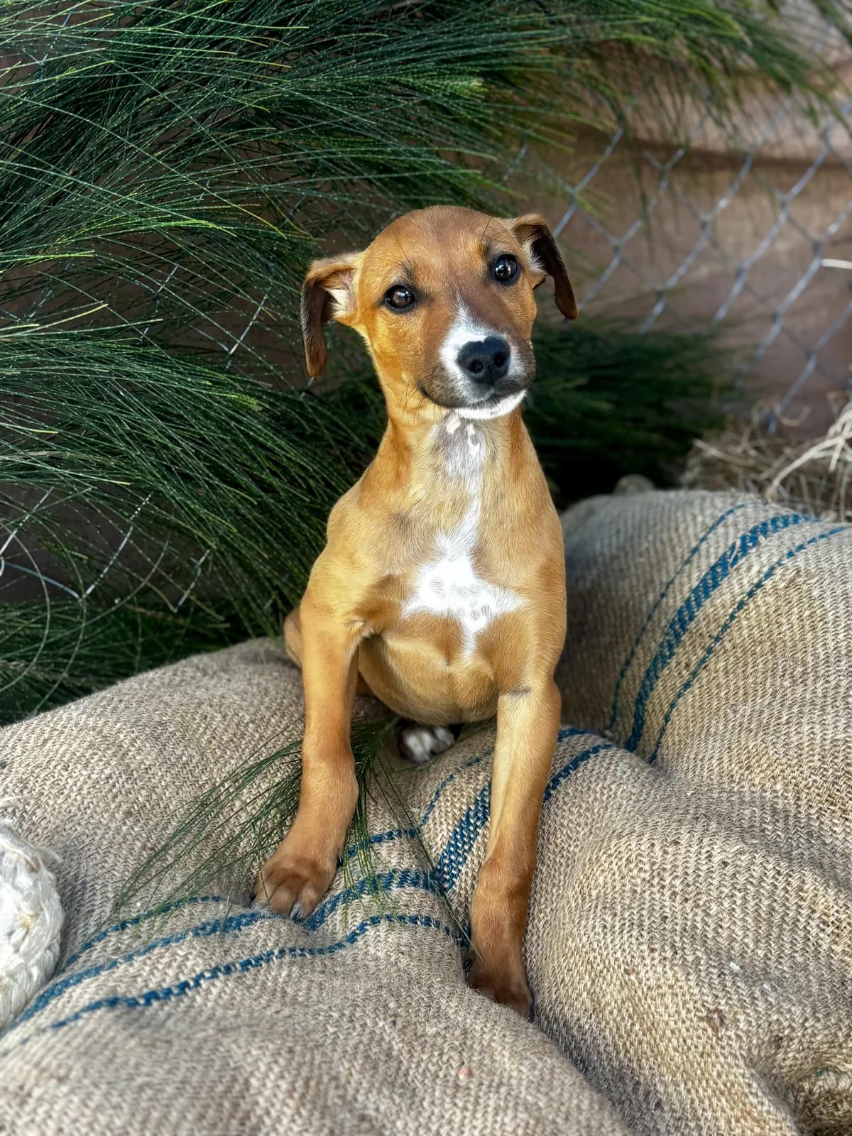 Ezme - Mixed Breed available for adoption at SPCA New Zealand in Hastings